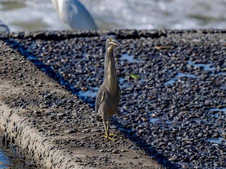水辺のササゴイ ササゴイ,サギ,野鳥の写真素材