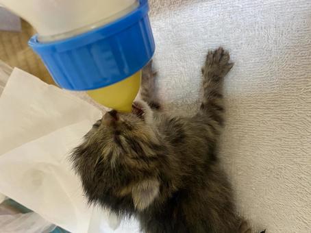 Photo, creatures, biological, kitten, 
