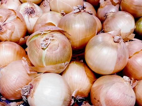 野菜・タマネギ タマネギ,玉葱,オニオンの写真素材