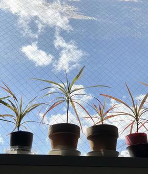 観葉植物と青空 観葉植物,窓,緑の写真素材