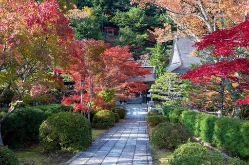 高野山の紅葉 高野山,紅葉,山岳の写真素材