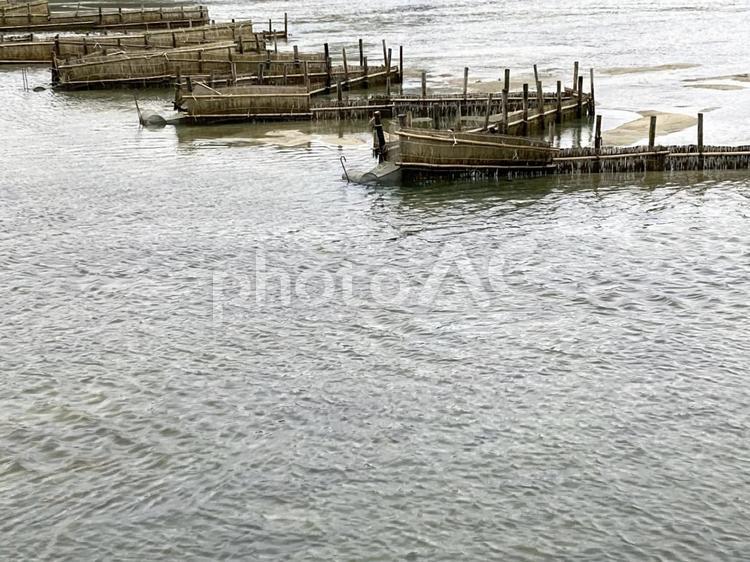 福岡市室見川　シロウオ2025 白魚,福岡市,室見川の写真素材