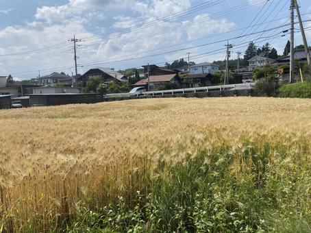 黄金色のススキ 黄金色のススキの写真