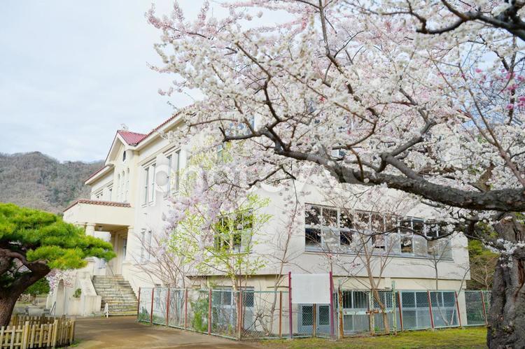 函館公園の桜 函館公園の桜,桜,函館公園の写真素材