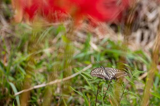 ナミアゲハ⒀の写真