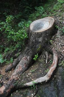 木の根っこ 木の根っこの写真