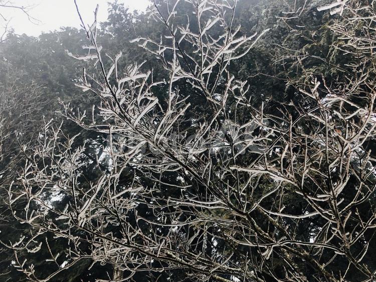 氷の芸術　複雑な木の枝 霧,氷,雪の写真素材