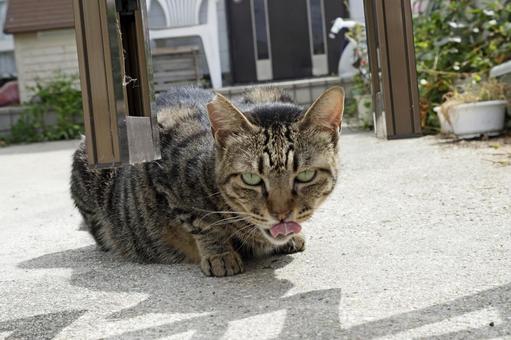 ニャン吉 2 ニャン吉 2の写真
