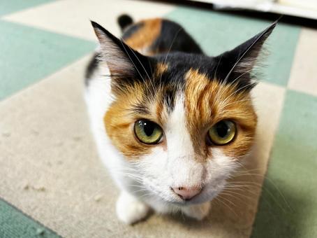 目力が強い三毛猫 三毛猫,calico,catの写真素材