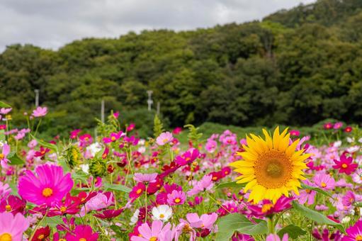 笠岡ベイファームのコスモスとヒマワリの写真