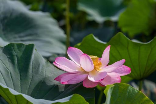 夏に咲くピンクの大賀ハス 夏に咲くピンクの大賀ハス 蓮,花,ピンクの写真素材