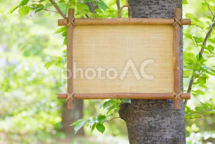 森林の中の木製空白看板 木の看板,木製,吊り下げの写真素材