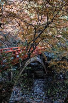高雄 槙尾山 西明寺への指月橋の紅葉 京都,高雄,槙尾山の写真素材