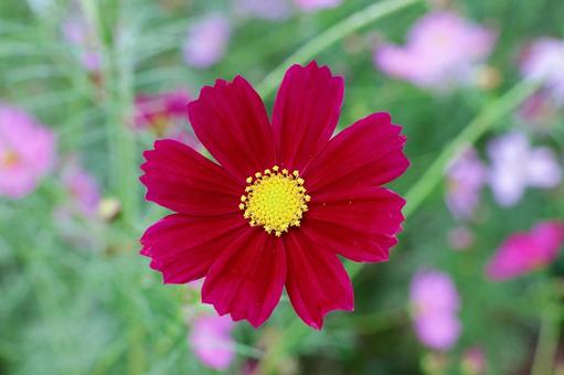 コスモス２７の写真