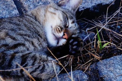 ねこ ねこ ねこ,動物,生き物の写真素材
