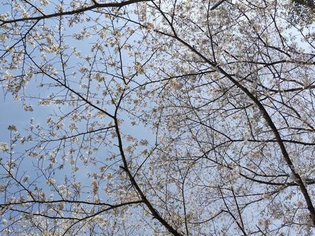 Look Up Cherry Blossoms, JPG
