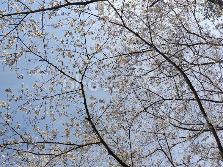 見上げ桜 見上げ桜,桜,霧島の桜の写真素材