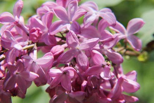 ライラック・リラの写真