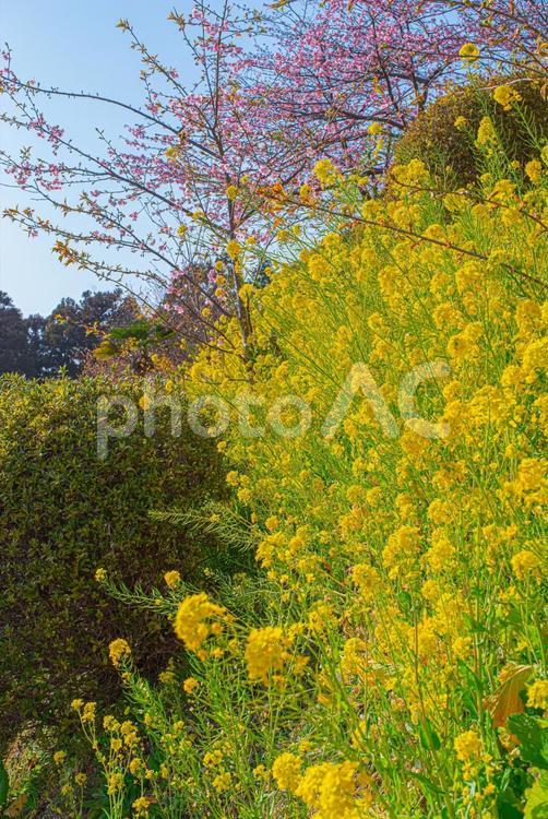 咲き誇る満開の菜の花 菜の花,花,春の写真素材