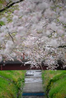 満開の桜と清流の春景色 桜,満開の桜,春の写真素材