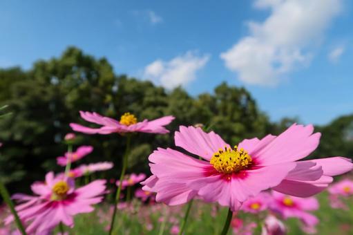 [秋]コスモスの写真