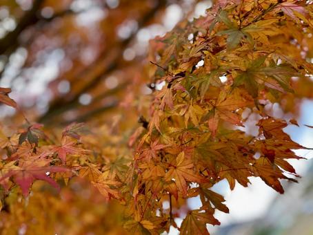 紅葉 紅葉の写真