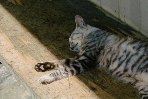 小屋で眠っている猫 小屋で眠っている猫の写真