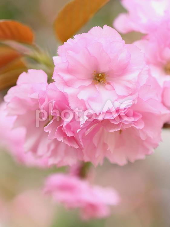 ヤエザクラ　八重桜　サクラ　ピンクの花 サクラ,八重桜,ヤエザクラの写真素材