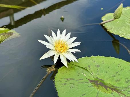 白い睡蓮 白い睡蓮 はな,ガーデニング,植物の写真素材