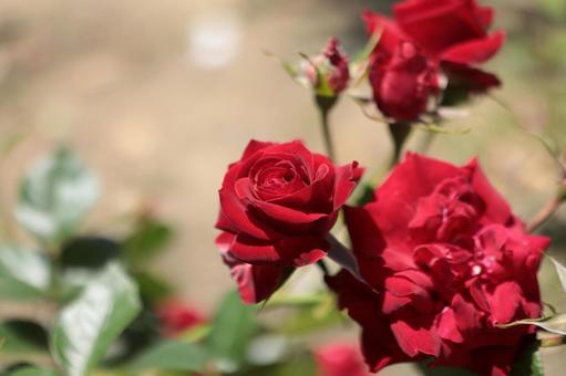 バラ園のきれいな薔薇を撮った写真です 花,薔薇,自然の写真素材