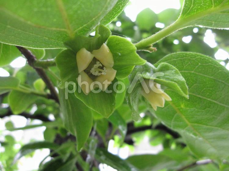 柿の木にそっと咲く初夏の花 柿の花,柿,初夏の写真素材