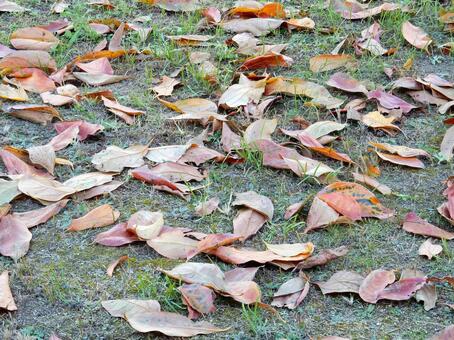 【風景写真】晩秋の風景 落ち葉,植物,季節の写真素材