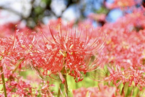 彼岸花 彼岸花の写真