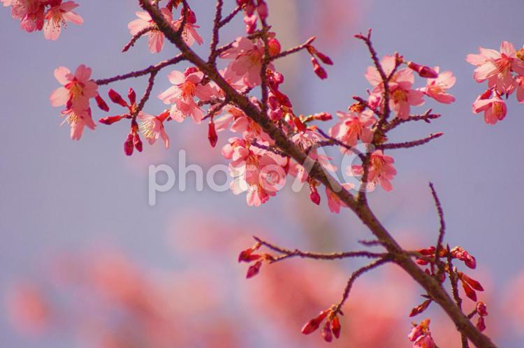 早咲きの桜の花と青空 桜,オカメザクラ,ピンクの写真素材