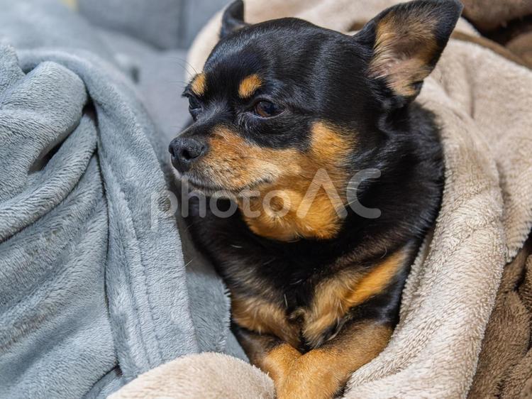 ソファで寝る犬のアップ 犬,わんこ,ペットの写真素材