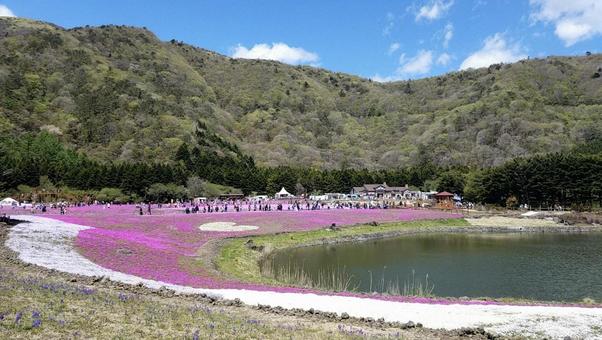 芝桜⑥ 柴桜,富士芝桜まつり,山梨の写真素材