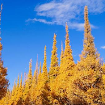 神宮外苑イチョウ並木 神宮外苑,明治神宮外苑,イチョウ並木の写真素材