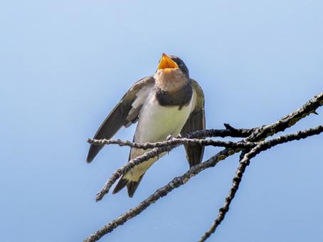 枝にとまるツバメ 枝にとまるツバメ ツバメ,燕,野鳥の写真素材