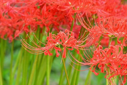 曼珠沙華 曼珠沙華の写真