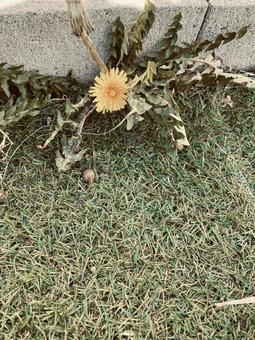 庭に咲くたんぽぽ 庭に咲くたんぽぽの写真