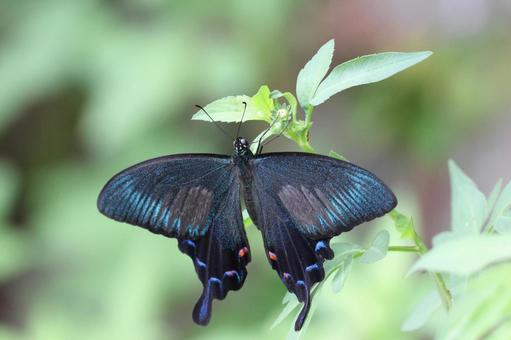 オキナワカラスアゲハ やんばるの森 オキナワカラスアゲハ やんばるの森 カラスアゲハ,チョウ,蝶の写真素材
