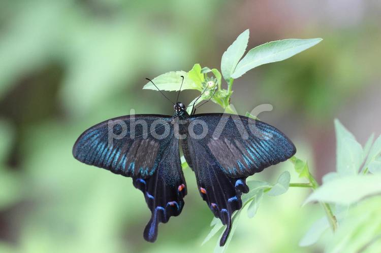 オキナワカラスアゲハ　やんばるの森 カラスアゲハ,チョウ,蝶の写真素材