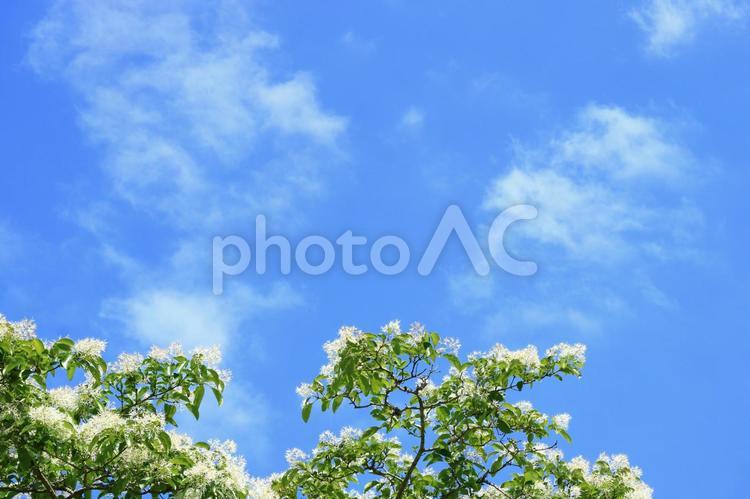 なんじゃもんじゃの花と青空 風景,自然,青空の写真素材