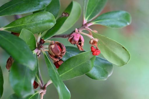 モッコク モッコク,アカミノキ,木の写真素材