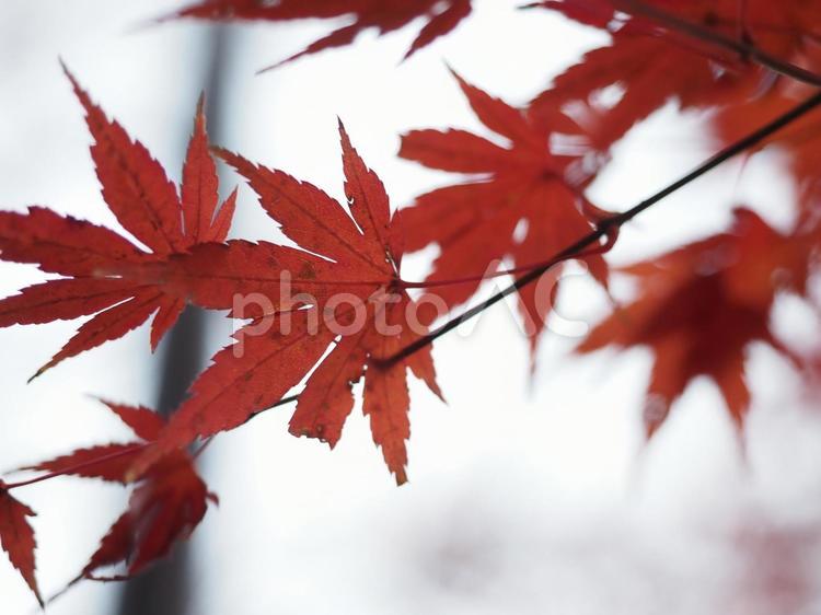 もみじ　秋のイメージ 秋イメージ,紅葉,もみじの写真素材