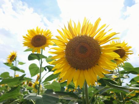 Photo, sunflower, sunflower field, sky, 
