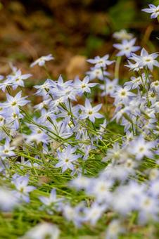 可愛い薄紫の花 可愛い薄紫の花の写真