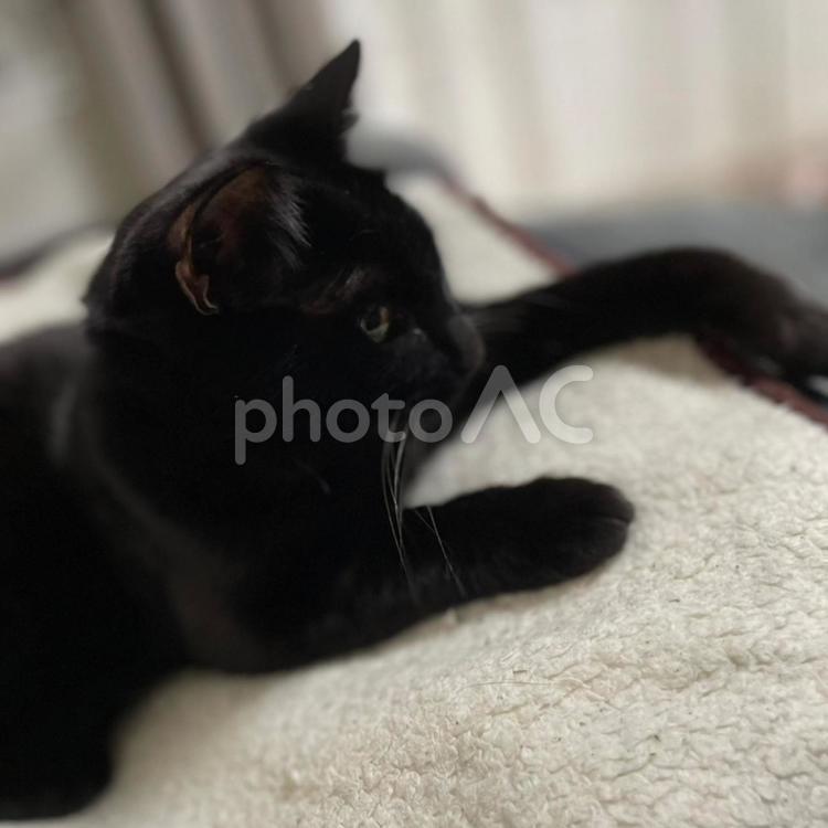 遠くを見る黒猫 くろねこ,ねこ,かわいいの写真素材
