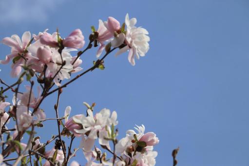モクレンの花 モクレンの花の写真