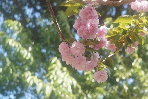 桜 桜の写真